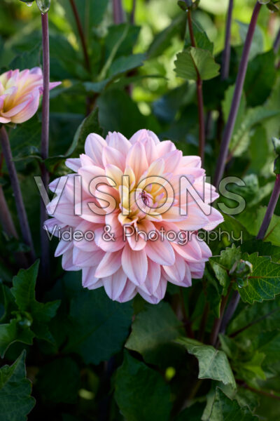 Dahlia Mondriaan Dahlia Mondriaan