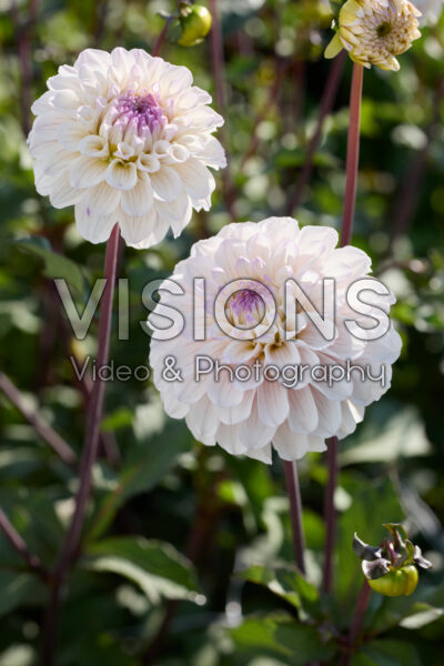 Dahlia Pencil Art Sugar Dahlia Pencil Art Sugar