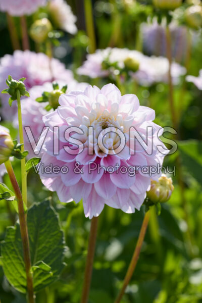Dahlia Sweet Love