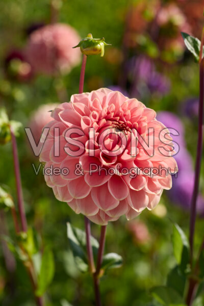 Dahlia Romance
