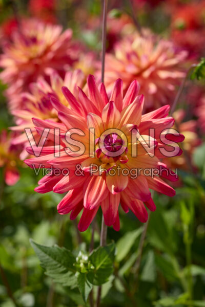 Dahlia Rainbow Silence