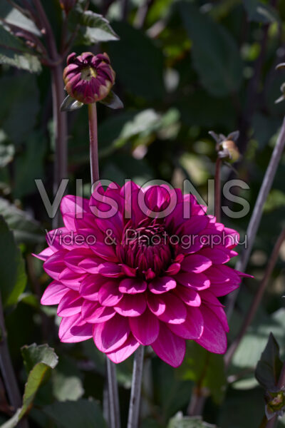 Dahlia Purple Flame