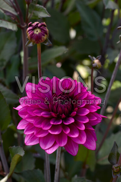 Dahlia Purple Flame
