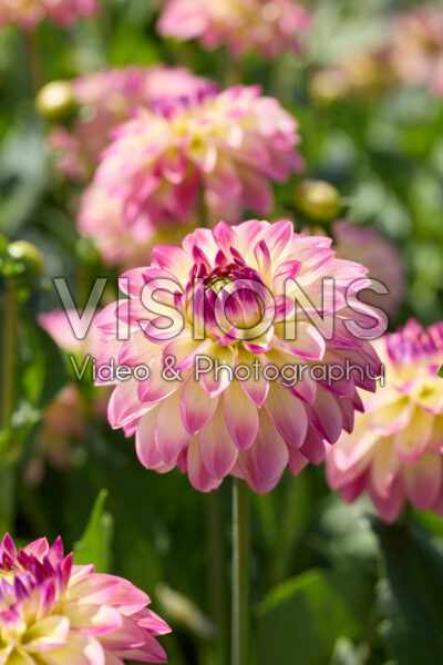 Dahlia Pure Happiness Dahlia Pure Happiness