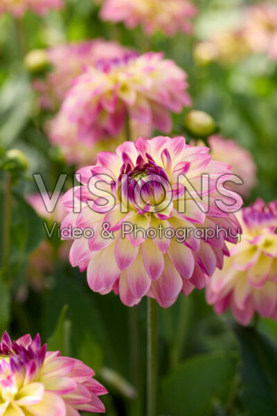 Dahlia Pure Happiness Dahlia Pure Happiness