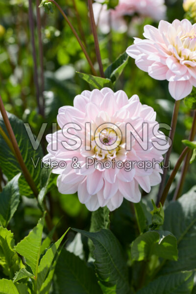 Dahlia Silver Years Dahlia Silver Years