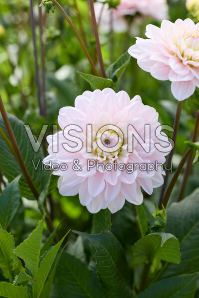 Dahlia Silver Years