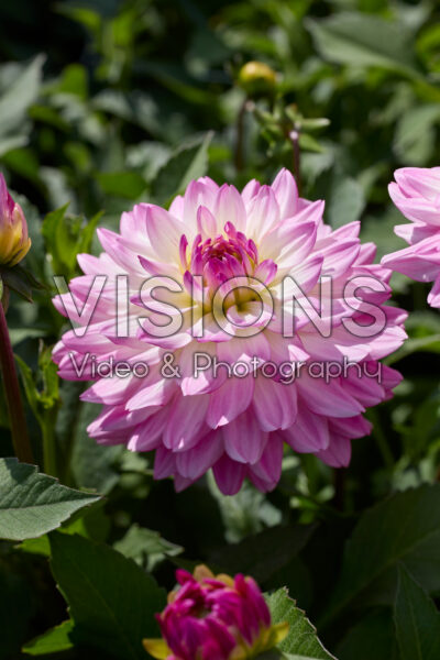 Dahlia Sincerity