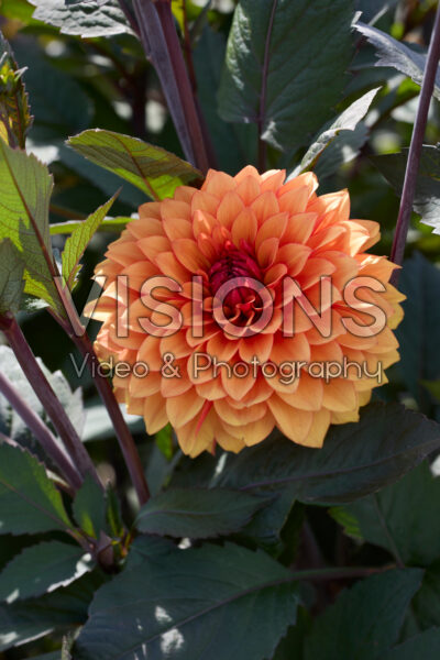 Dahlia Statue of Orange