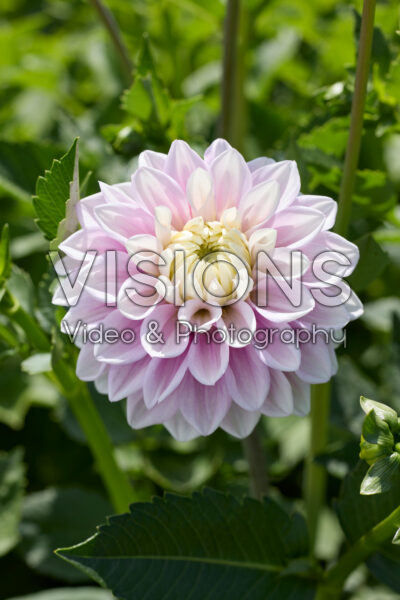 Dahlia Sweet Lucille