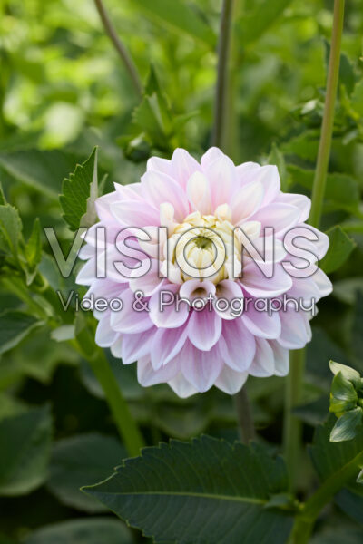 Dahlia Sweet Lucille