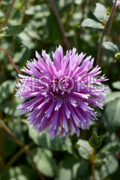 Dahlia Table Dancer