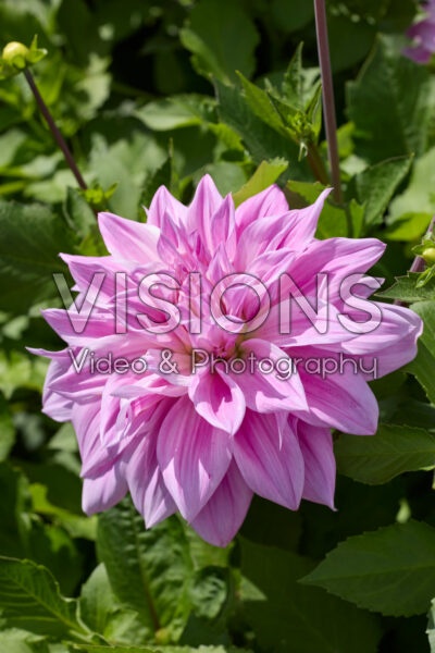 Dahlia Babylon Lila