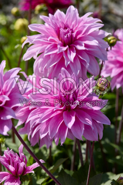 Dahlia Babylon Lila Dahlia Babylon Lila