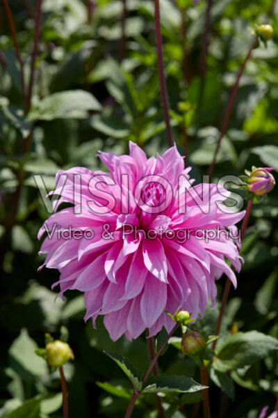 Dahlia Babylon Lila Dahlia Babylon Lila