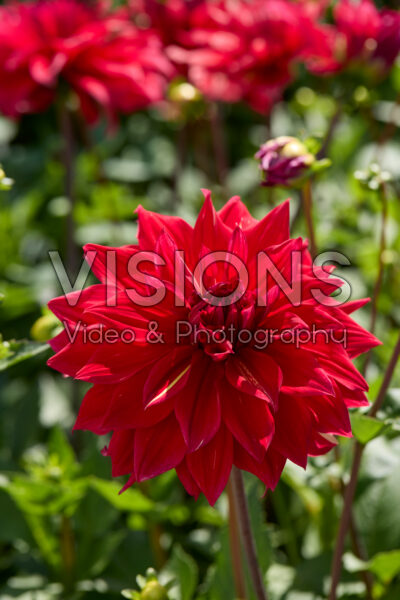 Dahlia Babylon Rood Dahlia Babylon Rood