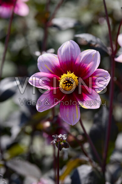 Dahlia Neon Flair