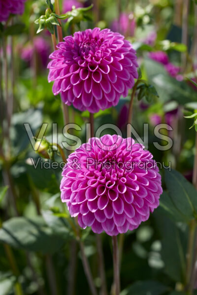 Dahlia Purple Fox