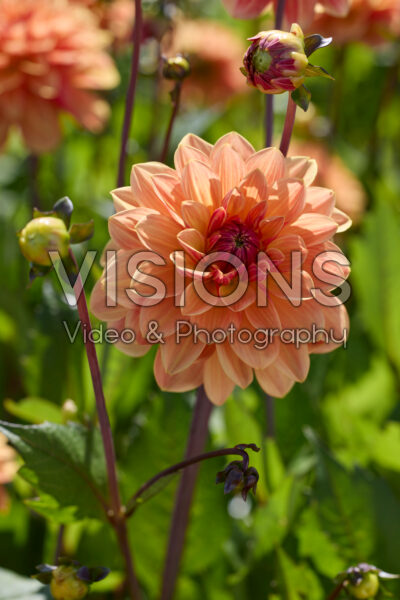 Dahlia Arancia