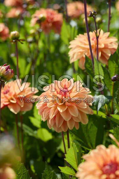 Dahlia Arancia Dahlia Arancia
