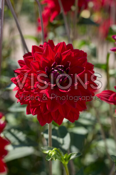 Dahlia All Directions