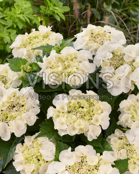 Hydrangea macrophylla Arctic Circle Hydrangea macrophylla Arctic Circle