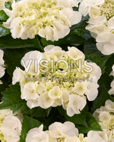 Hydrangea macrophylla Arctic Circle