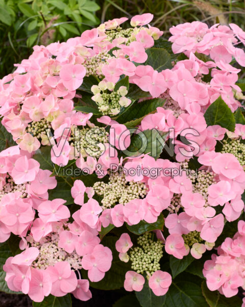 Hydrangea macrophylla Rome