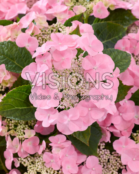 Hydrangea macrophylla Rome