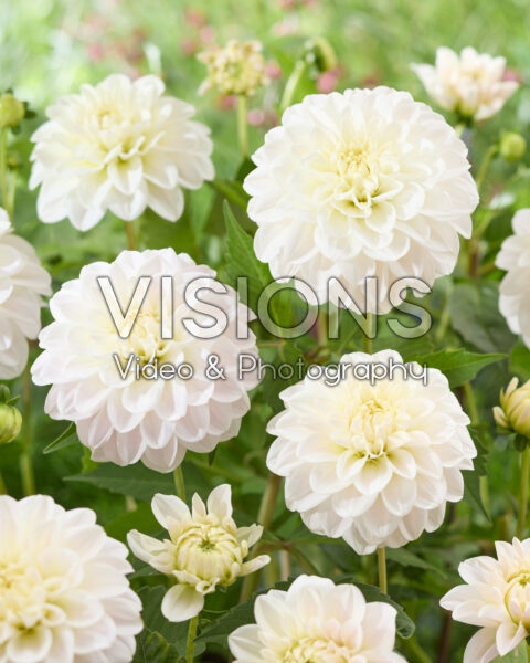 Dahlia Silver Antique | Visions Pictures