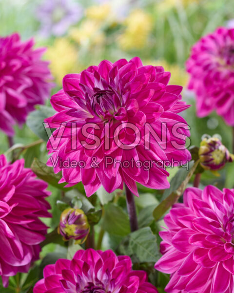 Dahlia Lilac Lyric