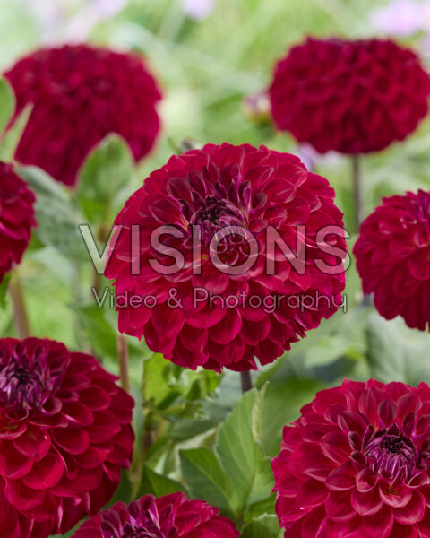 Dahlia Magic Mellie