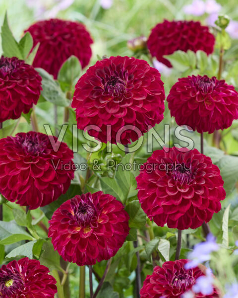 Dahlia JV 11-25