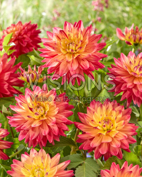 Dahlia Rainbow Silence Dahlia Rainbow Silence