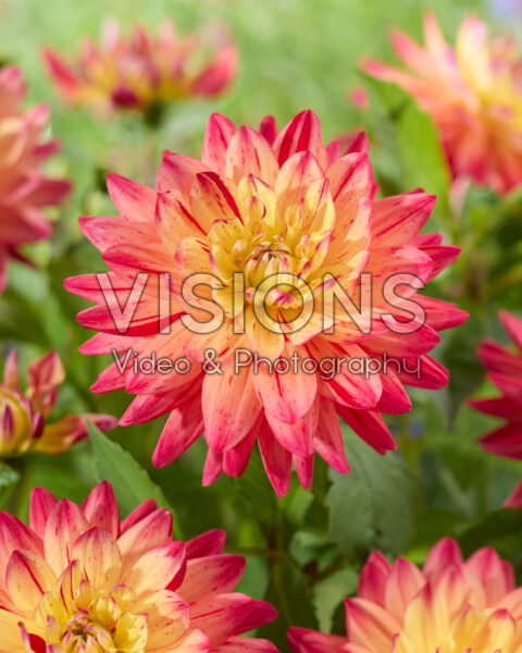 Dahlia Rainbow Silence