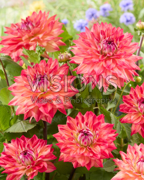 Dahlia Nr. 2000 Dahlia Nr. 2000