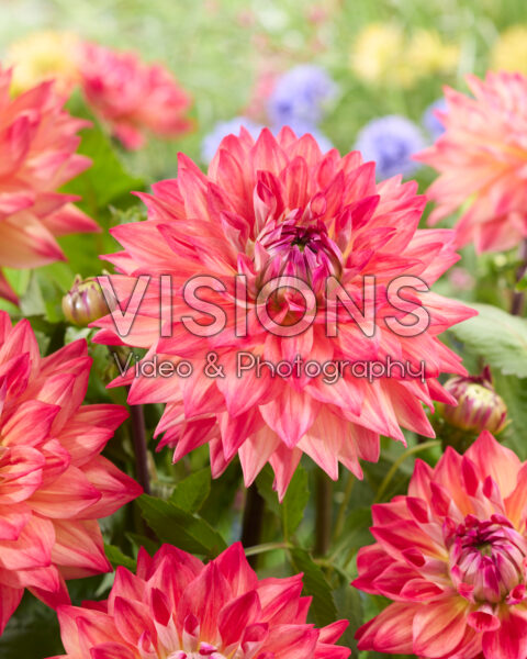Dahlia Nr. 2000