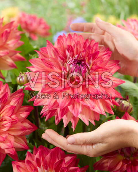 Dahlia Nr. 2000 Dahlia Nr. 2000