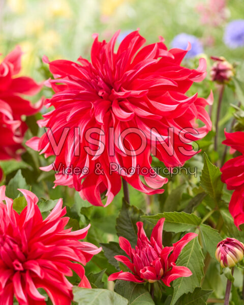 Dahlia Red Labyrinth