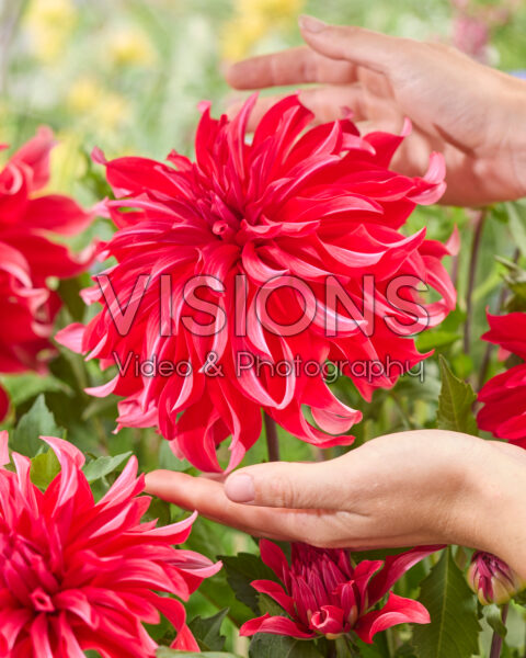 Dahlia Red Labyrinth Dahlia Red Labyrinth