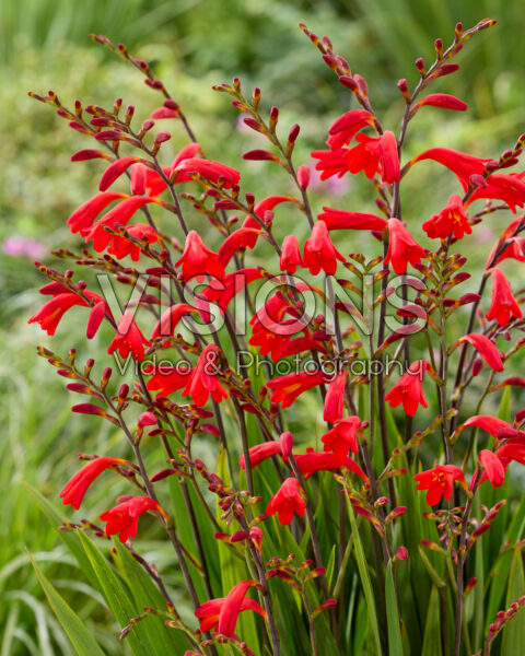 Crocosmia Brigitta