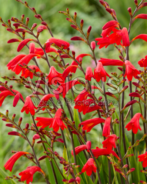 Crocosmia Brigitta Crocosmia Brigitta