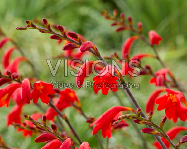 Crocosmia Brigitta
