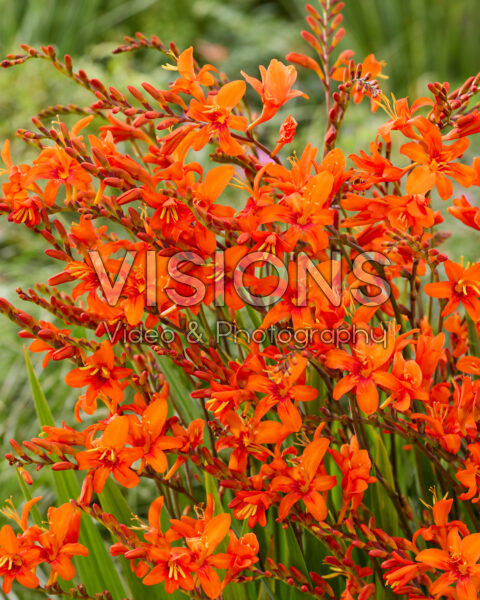 Crocosmia masoniorum