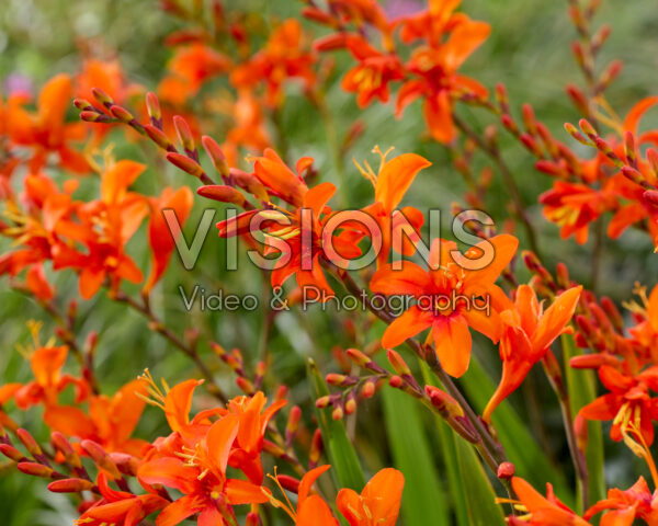 Crocosmia masoniorum