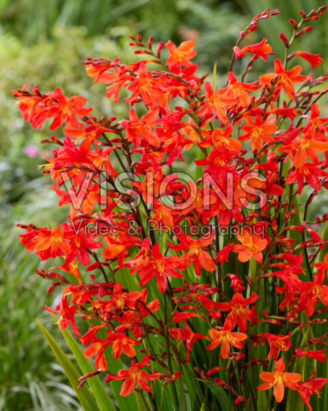 Crocosmia Carmine Brilliant