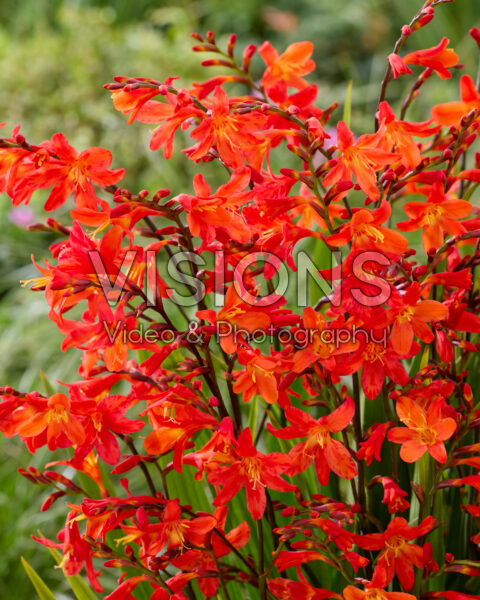 Crocosmia Carmine Brilliant