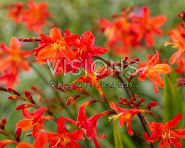 Crocosmia Carmine Brilliant Crocosmia Carmine Brilliant