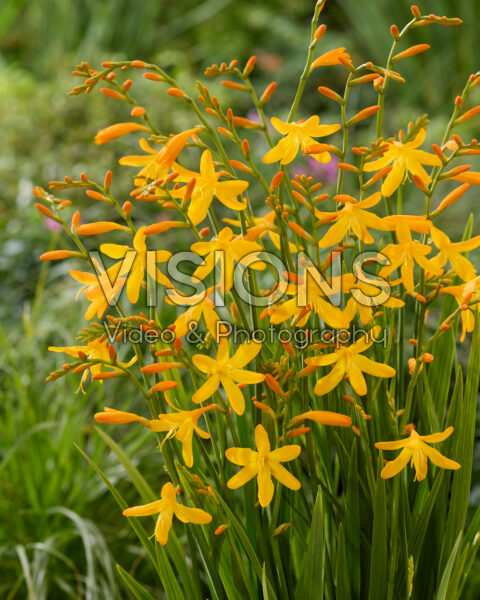 Crocosmia George Davidson
