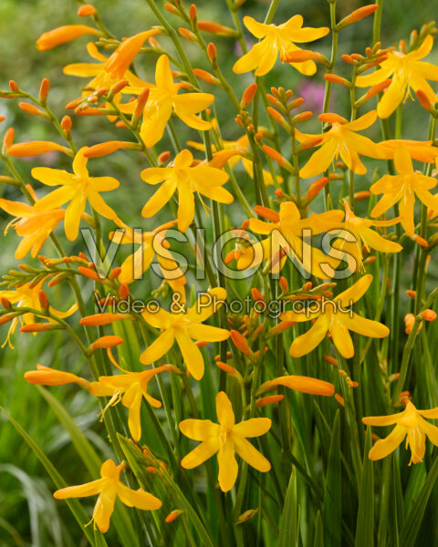 Crocosmia George Davidson